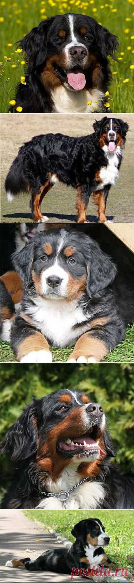 Бернский Зенненхунд (Berner Sennenhund) - по другому бернская овчарка или пастушья собака, фото и описание породы, продажа щенков, содержание и ухо | Animal.ru