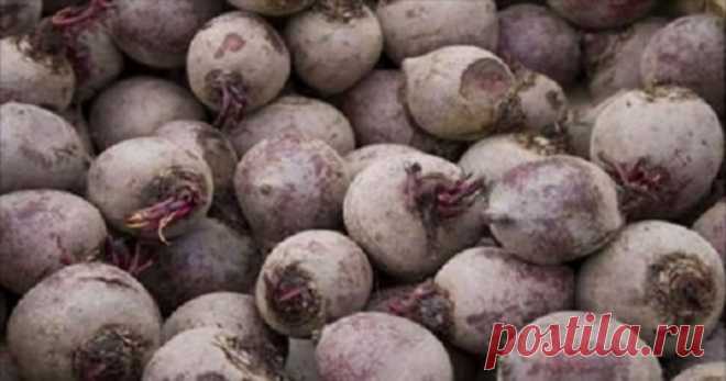 Мне 60 лет, и это растение вернуло мне зрение, удалило жир из моей печени и полностью очистила толстую кишку! — Домашние заботы