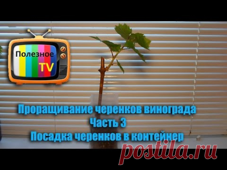 Проращивание черенков винограда Часть 3. Посадка черенков в контейнер (пакет)