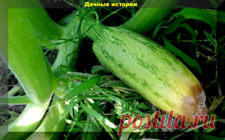 Лечим желтизну, сброс завязи и загнивание кончика огурца и кабачка | Дачные истории | Яндекс Дзен