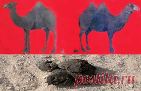 У одногорбого верблюда какашка с одним холмиком, а у двугорбого с двумя.