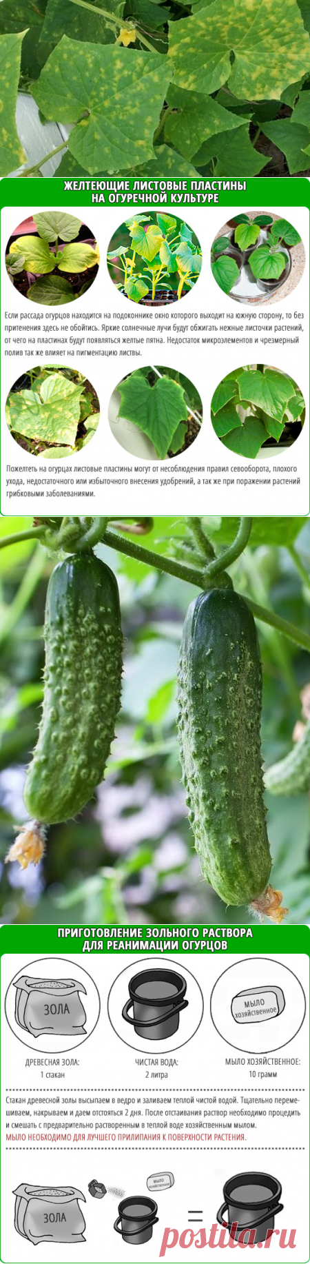 Что делать если желтеют листья огурцов