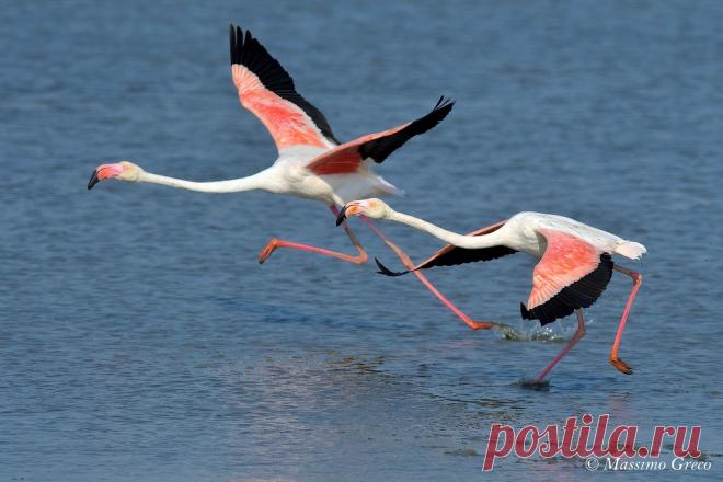 Fenicotteri in fase di rullaggio... Explore Massimo Greco *'s photos on Flickr. Massimo Greco * has uploaded 8305 photos to Flickr.