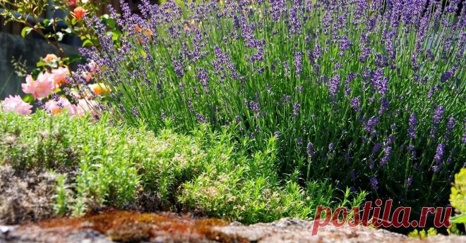 10 идей, как использовать лаванду в дизайне сада Беспроигрышные варианты размещения лаванды на дачном участке.