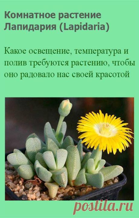 Комнатное растение Лапидария (Lapidaria). Родина лапидарий - каменистые пустыни Намибии. Наряду с литопсами, лапидария является еще одним представителем так называемых "живых камней" (лат. lapis, lapidis - "камень"). Род включает единственный вид - лапидарию Маргареты (L.margarethae).