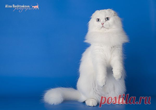 SGCA  SCOTTISHTOWN KLARIS ANGEL EYES