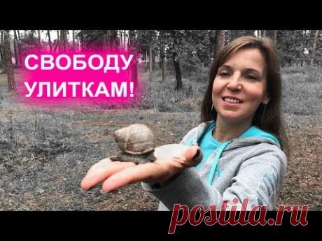 Улитка Косметолог - Кремы с муцином и домашние ахатины для лица