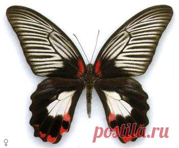 Бабочки из бисера от Марины Таран.