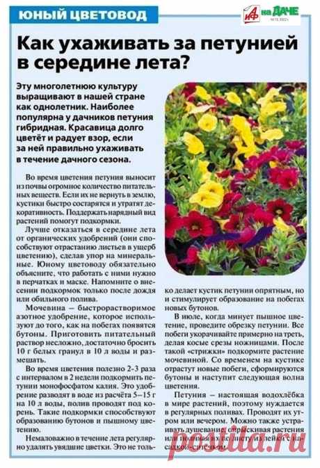 Как ухаживать за петунией в середине лета