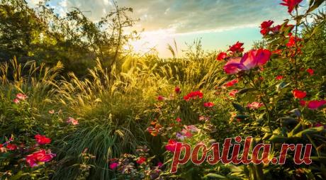 5 шагов к красивому розарию на Supersadovnik.ru