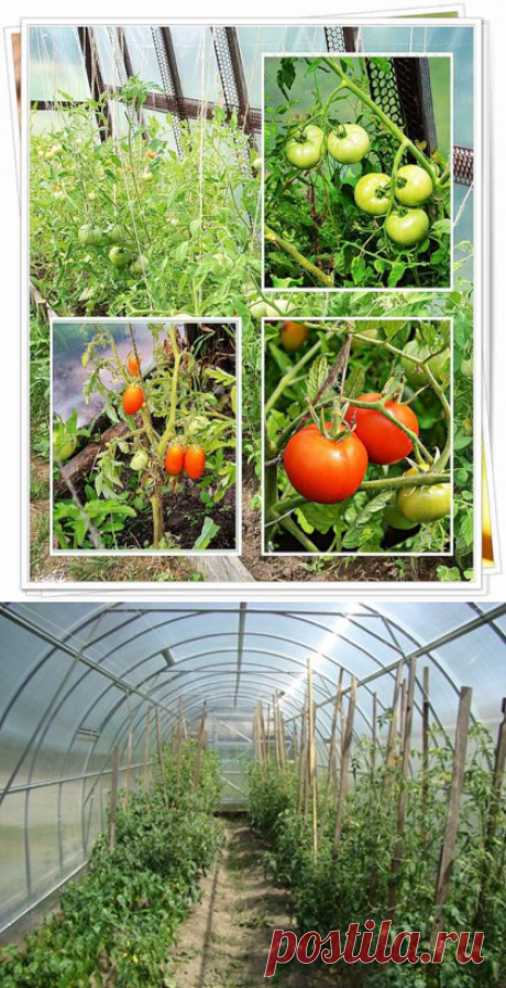 Парник для помидоров своими руками: требования к конструкции, способы изготовления, инструменты и материалы, подготовительные работы, этапы монтажа, видео