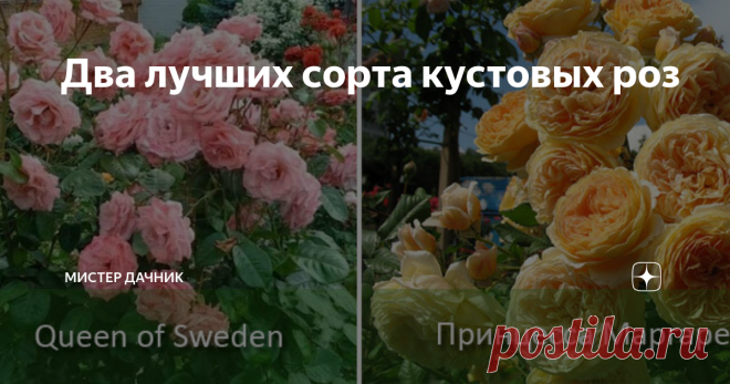 Два лучших сорта кустовых роз Кустовые розы не требуют повышенного внимания, хорошо растут в треугольных, квадратных, прямоугольных рабатках.
Роза названа в честь королевы Швеции Кристины. Густо махровые бутоны источают какую-то холодную красоту. Лепестки окрашены в слабо-розовый цвет. Имеют правильную, аккуратную форму. Некрупного размера, до 8 см в окружности. Цветы всегда приподняты к небу, не теряют форму даже под