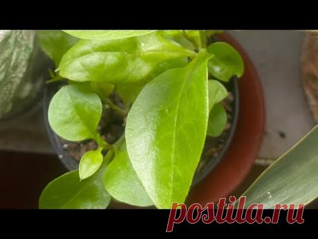 Они привезены из разных стран! Но хорошо уживаются в моей оранжерейке!