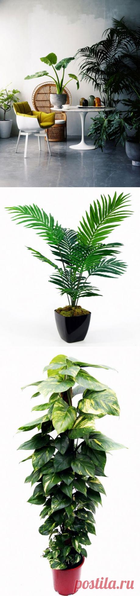 6 растений, улучшающих воздух в доме | Цветочки