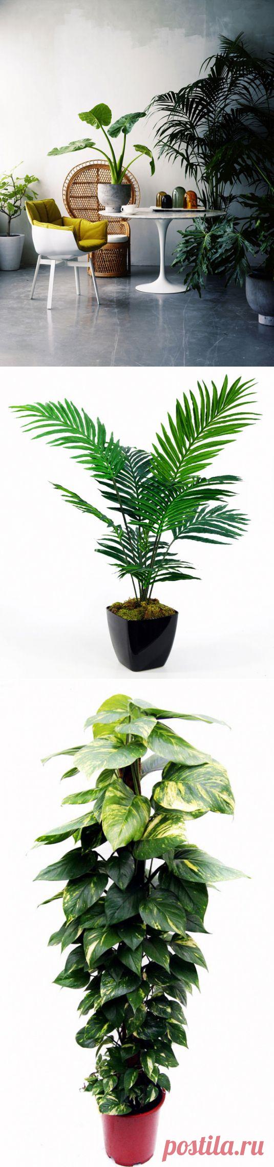 6 растений, улучшающих воздух в доме | Цветочки