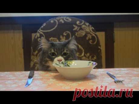 E1NS - ПОКОРМИ КОТА