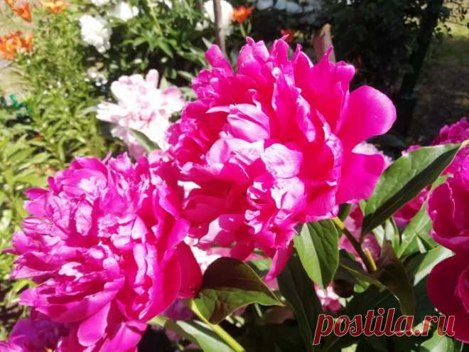 Как с помощью банана и корицы улучшить состояние комнатных растений: вы удивитесь. Не все знают о том, как с помощью банана и корицы улучшить состояние комнатных растений.