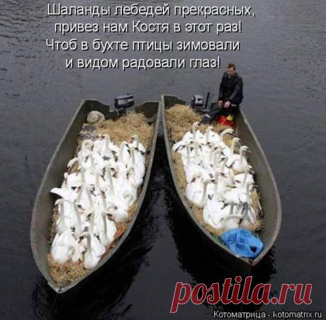 Самые уморительные котоматрицы недели / Питомцы