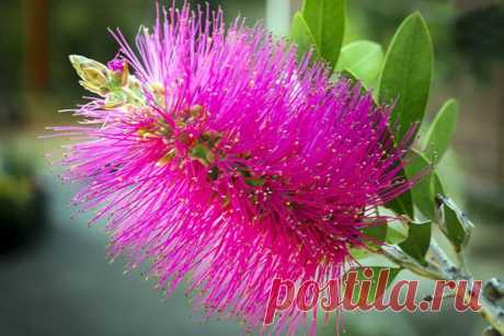 Каллистемон - приспособленец со стажем Каллистемон лимонный идеально подходит для выращивания в домашних условиях: красив и неприхотлив.