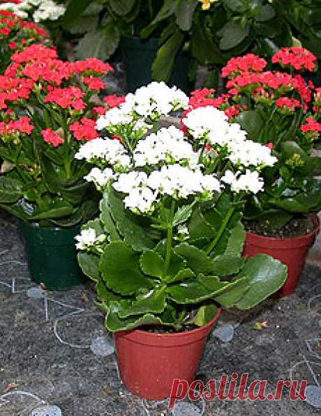 Цветок каланхоэ Каландива, Блоссфельда. Уход за каланхоэ, лечение, сок, виды, свойства. Цветущий каланхое: как купить, как ухаживать