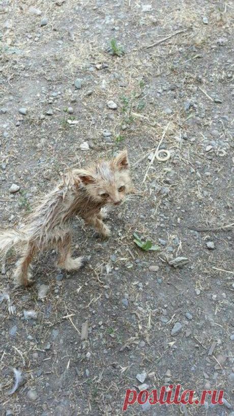 Едва живой, голодный - до и после | Дай лапку