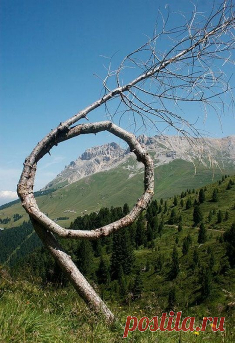18 самых красивых деревьев Земли