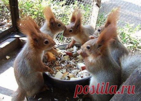Белки завтракают.