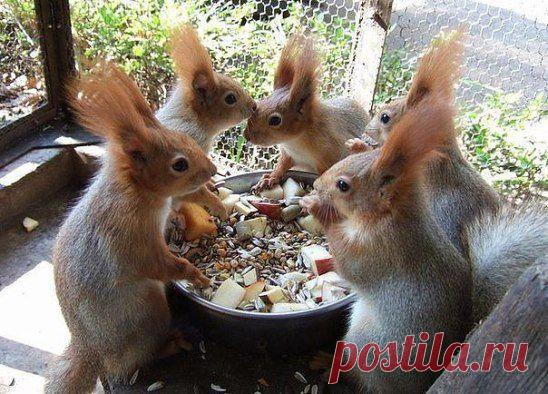 Белки завтракают.