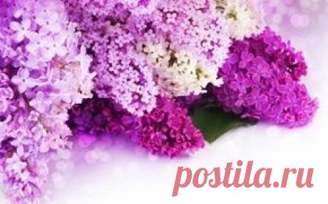 Цветы обои на рабочий стол - страница 111