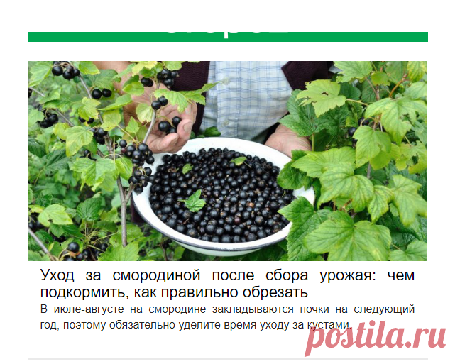 Ягодники отплодоносили? Им нужен уход!