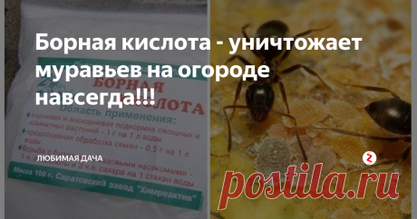 Борная кислота - уничтожает муравьев на огороде навсегда!!! Каждый заботящийся о своем огороде дачник тратит много времени и сил, для того чтобы на его любимом участке не было недоброжелателей виде самых надоедливых МУРАВЬЕВ, которые портят посевы и урожай.
В век высоких технологий и инноваций так и не придумали единого универсального рецепта для полного уничтожения муравьев или их изгнания с садово-огородных мест. Но существует множество всевозможных комп