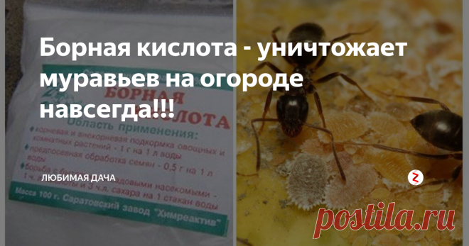 Борная кислота - уничтожает муравьев на огороде навсегда!!! Каждый заботящийся о своем огороде дачник тратит много времени и сил, для того чтобы на его любимом участке не было недоброжелателей виде самых надоедливых МУРАВЬЕВ, которые портят посевы и урожай.
В век высоких технологий и инноваций так и не придумали единого универсального рецепта для полного уничтожения муравьев или их изгнания с садово-огородных мест. Но существует множество всевозможных комп