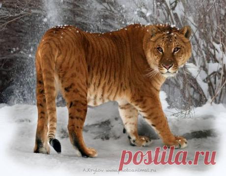 Фразы,Высказывания,Стихи,Цитаты,Видео...
Елена Станова