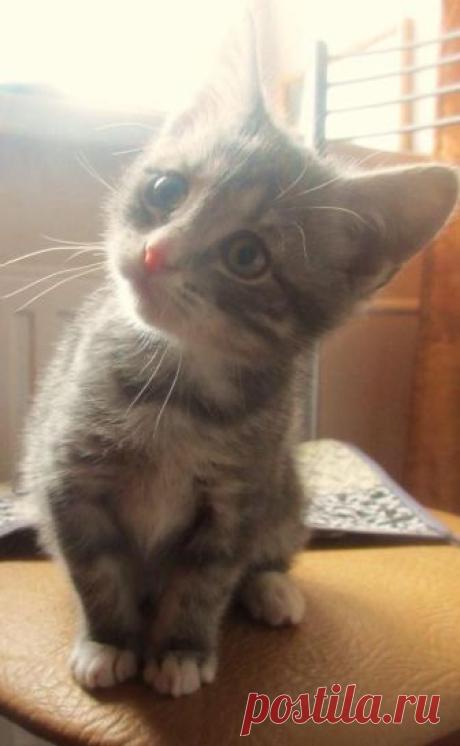 Счастье иметь кота