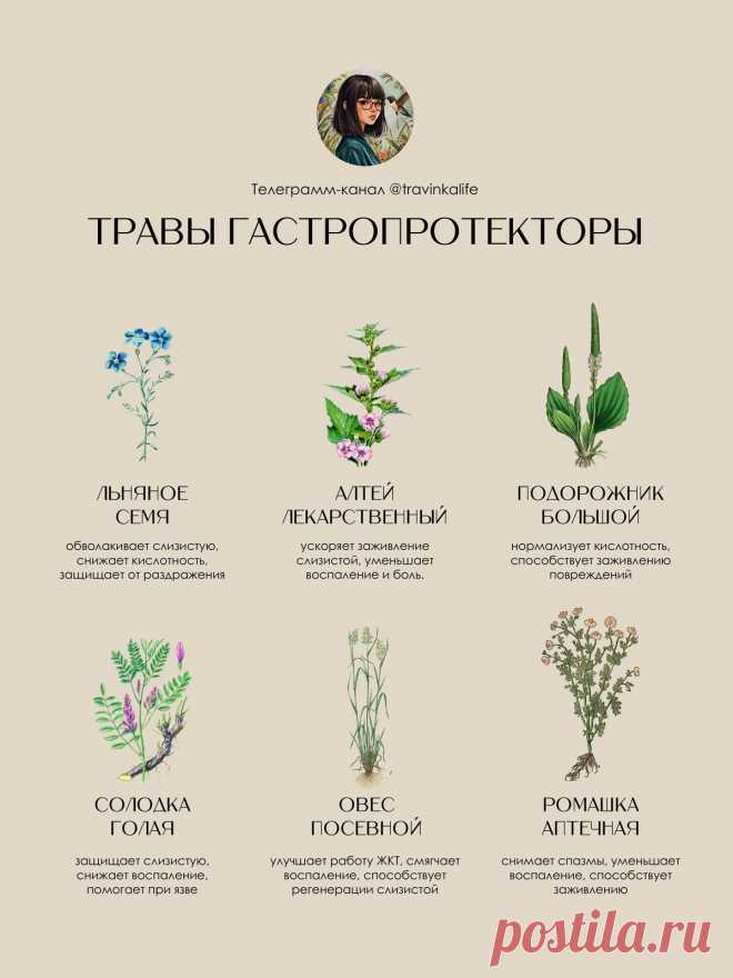 Травы гастропротекторы