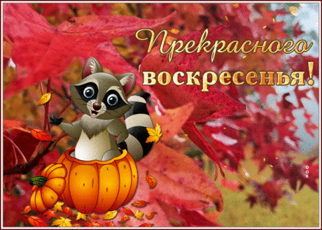 Открытка прекрасного воскресенья с енотиком