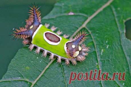 Необычные живые существа | Среда обитания