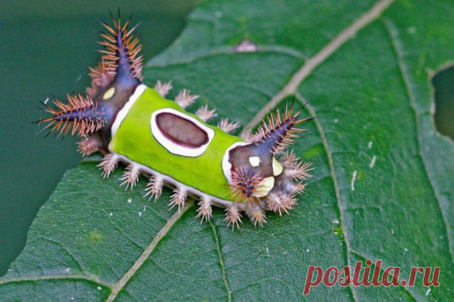 Необычные живые существа | Среда обитания