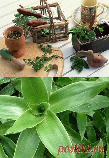 Лечение золотым усом. Рецепты настоек. Плеврит. Пневмония.