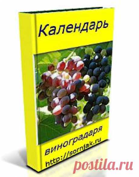 » Формирование куста винограда по типу веерной многорукавной шпалеры Во саду ли, в моем огороде