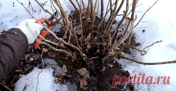 Уход за смородиной весной: три дела, которые непременно нужно сделать | 6 соток