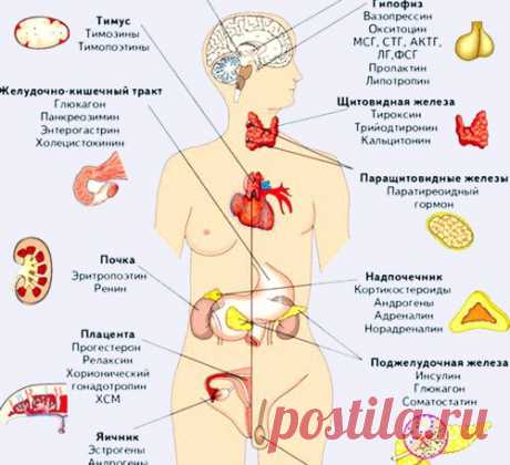 Омоложение эндокринной системы — это ВАЖНО знать!  

Профессор Александр Богомолец говорит: «Продление молодости и долголетие во многом зависят от состояния нашей психики». 

Организм человека — это великолепная самообновляющаяся система, но даже она не может нормально функционировать, не имея нужных материалов. 
Основная функция желез внутренней секреции, или эндокринных желез, — вырабатывать специфические вещества (гормоны) и выделять их непосредственно в кровь или лимфу...