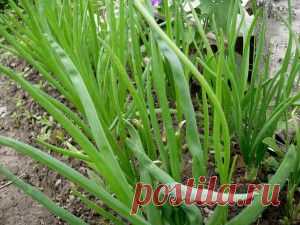 Почему я предпочитаю посадку лука под зиму