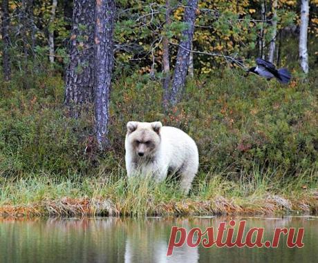 20 животных и вещей с настолько необычным окрасом, что они будто из параллельной реальности