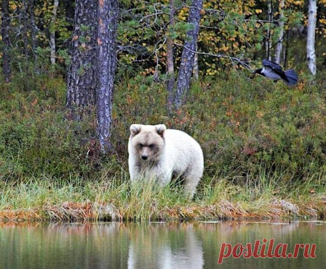 20 животных и вещей с настолько необычным окрасом, что они будто из параллельной реальности