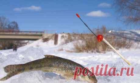 Зимний пескарь