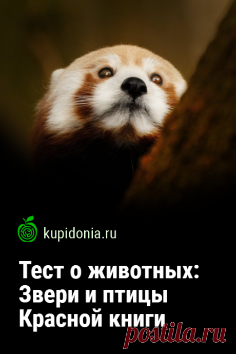 Тест о животных: Звери и птицы Красной книги. Важность защиты природы в современном мире сложно переоценить. Одну из её функций выполняет Красная книга. Сегодня мы предлагаем вам пройти тест о ней. Проверьте ваши знания!
