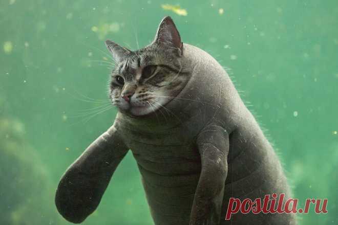 Новые породы кошек или талант в графическом редакторе - Все интересное в искусстве и не только.