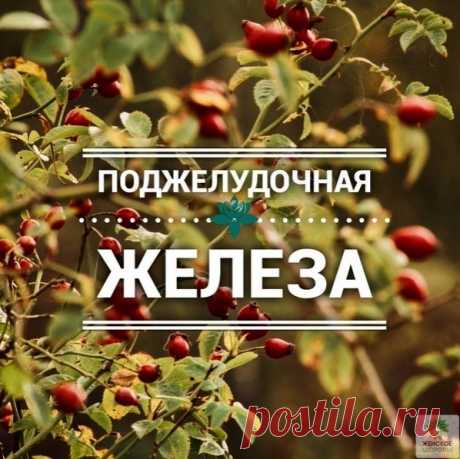 ПОЛЕЗНЫЕ РЕЦЕПТЫ ДЛЯ ПОДЖЕЛУДОЧНОЙ ЖЕЛЕЗЫ

 Лимон + петрушка + чеснок .
Возьмите 1 килограмм лимонов, 300 грамм чеснока и 300 грамм петрушки. Лимоны освободите от косточек, но кожуру оставьте. Перекрутите все ингредиенты при помощи мясорубки или блендаре и все смешайте. Хранить смесь в холодильнике, желательно в стеклянной банке. Принимать по 1 чайной ложке трижды в день за 15 минут до еды.

 Девясил и мать-и-мачеха (смешать по одной чайной ложке каждого ингредиента, залит...