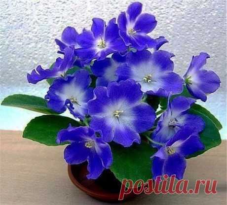 Секреты пересадки фиалок.